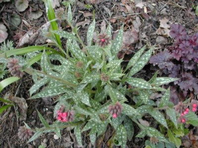 unbek._Pulmonaria_2.jpg