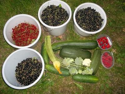 Beeren-Zucchiniernte.jpg
