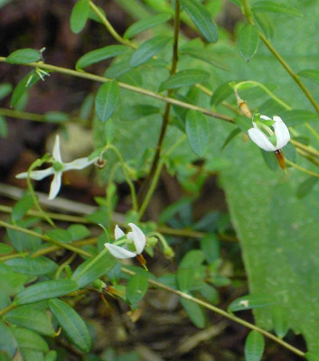 Vaccinium_macrocarpon_Bluete-1.jpg