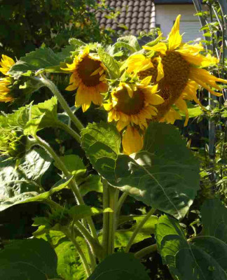 Sonnenblume-13-1a.jpg