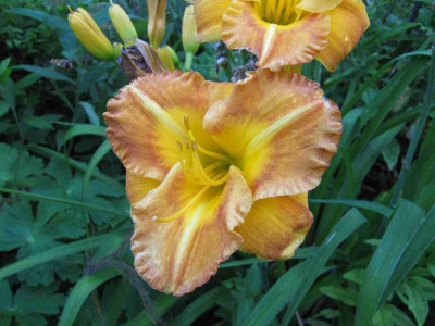 Hemerocallis_Margret_Seawright_130722.jpg