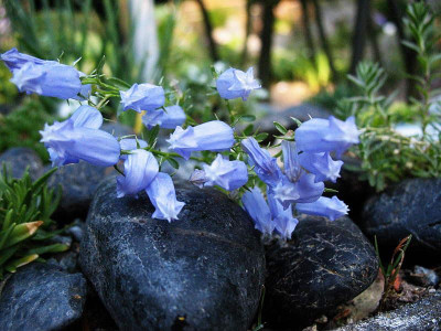 Campanula_zoysii____018.jpg