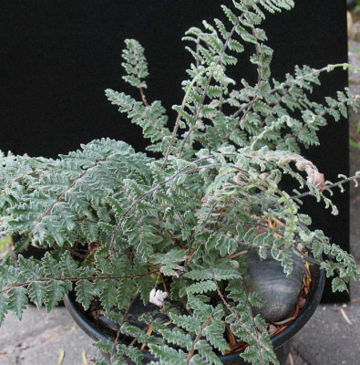 Cheilanthes_bonnariensis_..._21.7.13._022.jpg