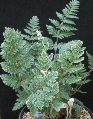 Cheilanthes_eckloniana__..._21.7.13._006.jpg