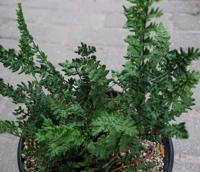 Cheilanthes_sieberi_..._14.7.13._016.jpg