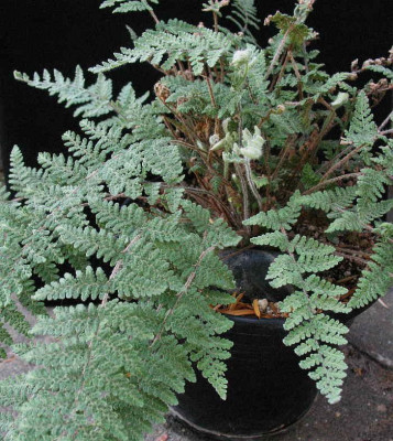 Cheilanthes_woottonii_..._21.7.13._012.jpg