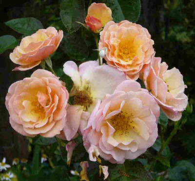 Rose-ScentedWhisper.13-1a.jpg