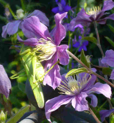 Clematis-Arabella-13-1a.jpg