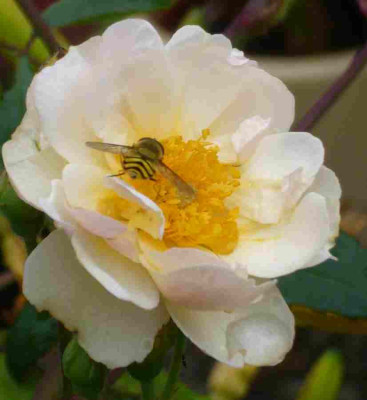 Rose-Trier.13-1a.jpg