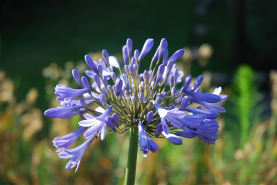 C8272_Small.JPG