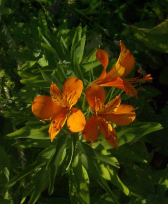 alstroemeria-180713.jpg