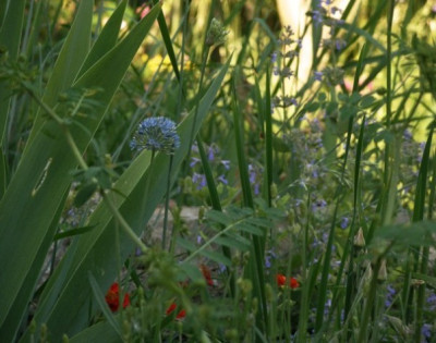 wiese_anfang_juni.jpg