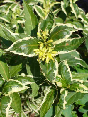 Diervilla_sessilifolia-13-1a.jpg