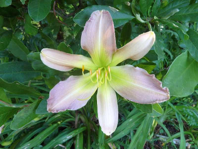 Asterisk_P10801191.jpg