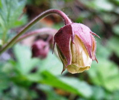 2005-04-28_geum_rivale.jpg