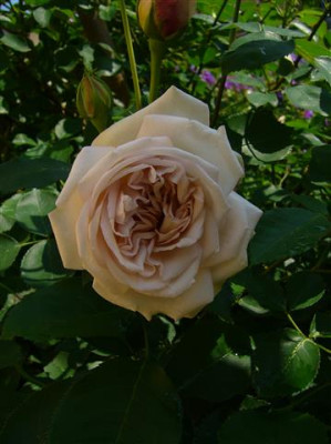 P1020274_1Small.JPG