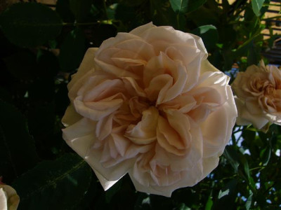 P1020281_Small.JPG