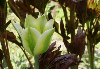 2005-04-23tulipa_springgreen_vor_paeoniaaustrieb.jpg