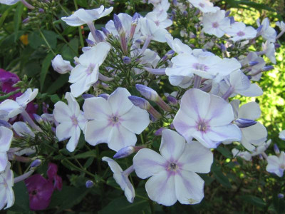 Phlox_Papagena_130723.jpg