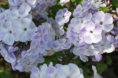 Violetta_G.jpg