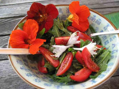 salat_hosta_rucc.jpg