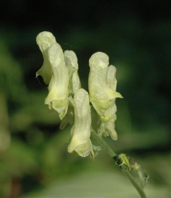 C8326a_Small.jpg