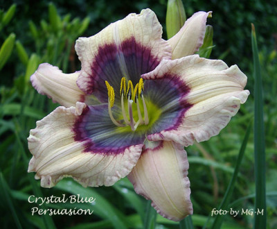 Imgp1228CrysBlPers.jpg
