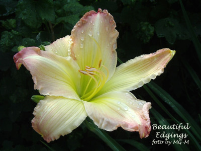 Imgp1208BeauEdg.jpg