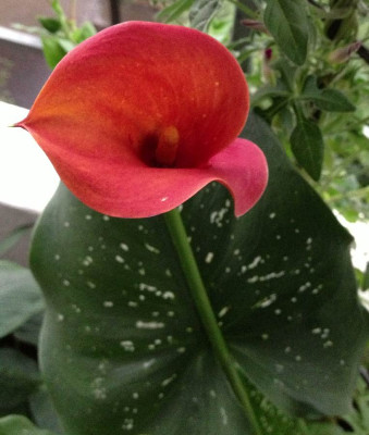 Zantedeschia_Mango_07-2013_900x900_80KB.jpg