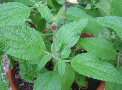 salvia_heerii.jpg