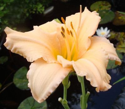 k-DSC08894.JPG