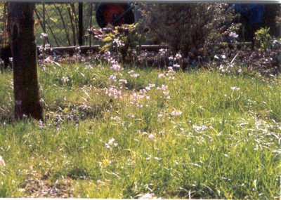 Cardamine.jpg