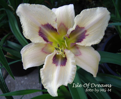 Imgp0931IslODreams.jpg