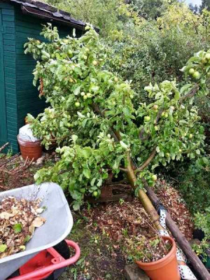 Apfelbaum1k.jpg