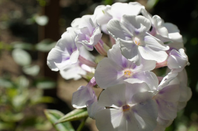 Lavender_Cloud.jpg
