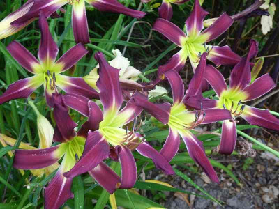 Reigning_Purple_P10803211.jpg