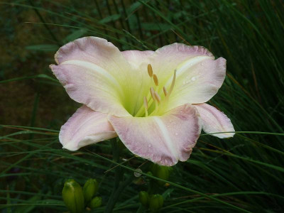 Raining_Violets_P10803201.jpg