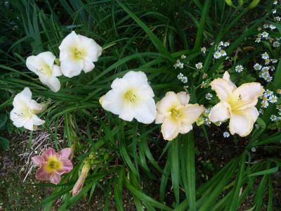 White_Pansy_Snow_Business_P10804051.jpg