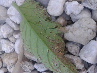 2013-07-25_19.39.08.jpg