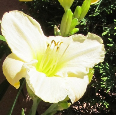 IMG_3115_Detail.JPG