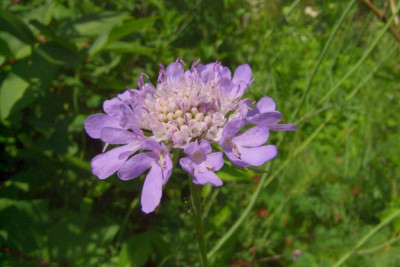 Scabiosa_japonica.jpg