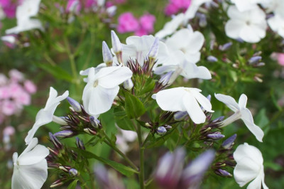 Blaue_Knospen.jpg