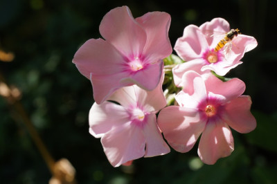 Rosa_Pastell_miniature.jpg