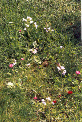Bellis_and_Cardamine.jpg
