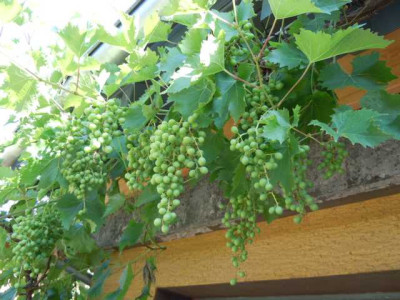 sommer_hitze_juli_2013_037.JPG