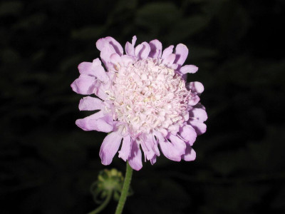 Scabiosa_japonica_ssp._alpina.jpg