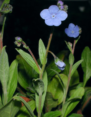 Eritrichium_canum.jpg