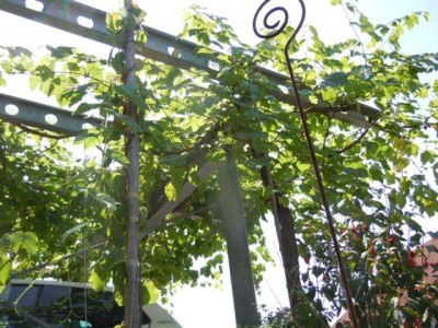 Romulus_an_Carport_001.JPG