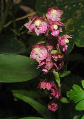 Epipactis_atrorubens.jpg