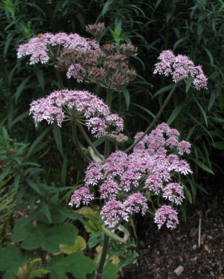 IMG_8330_Heracleum_sphondylium.jpg